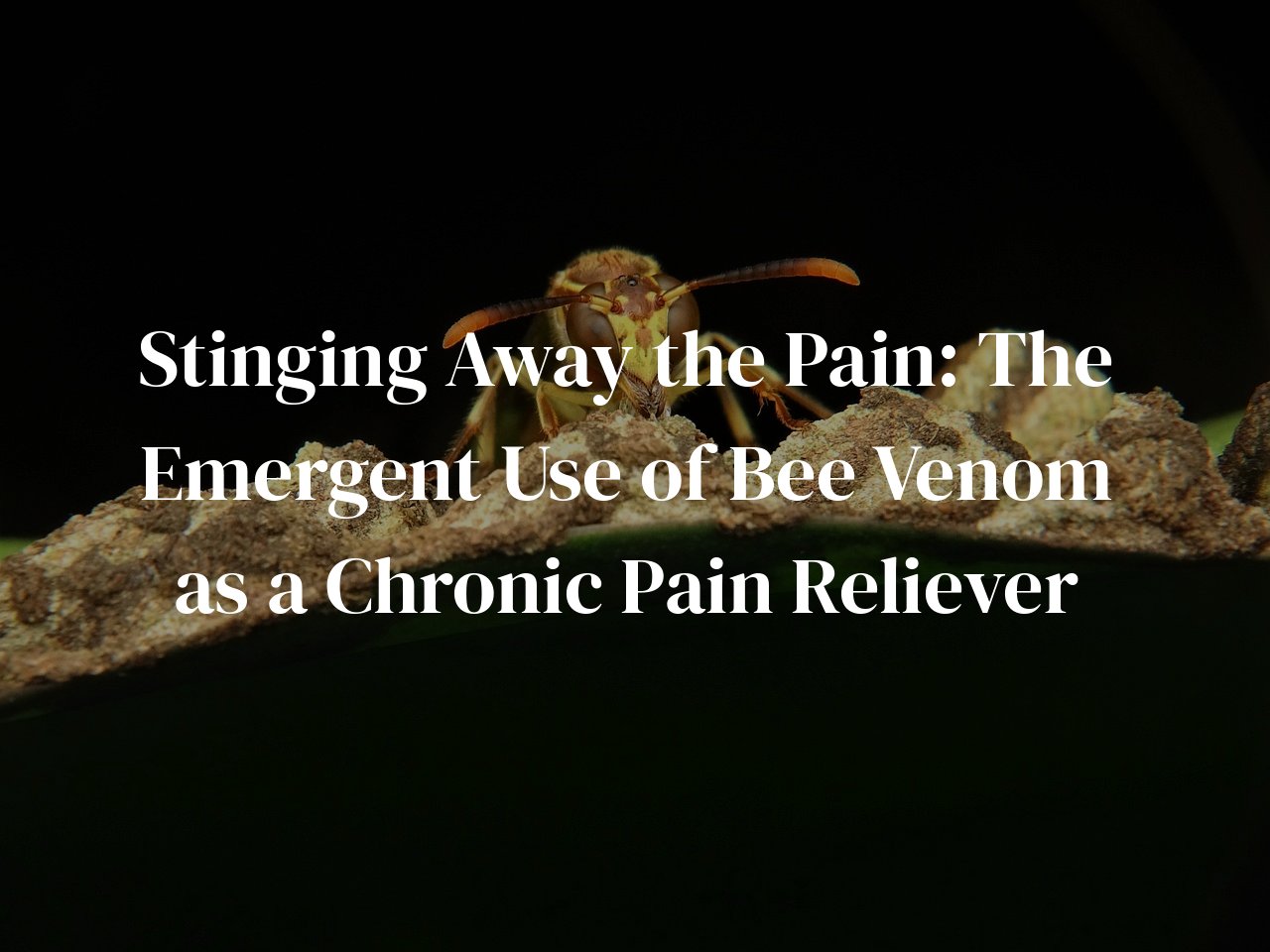 Stinging Away the Pain: The Emergent Use of Bee Venom as a Chronic Pain Reliever