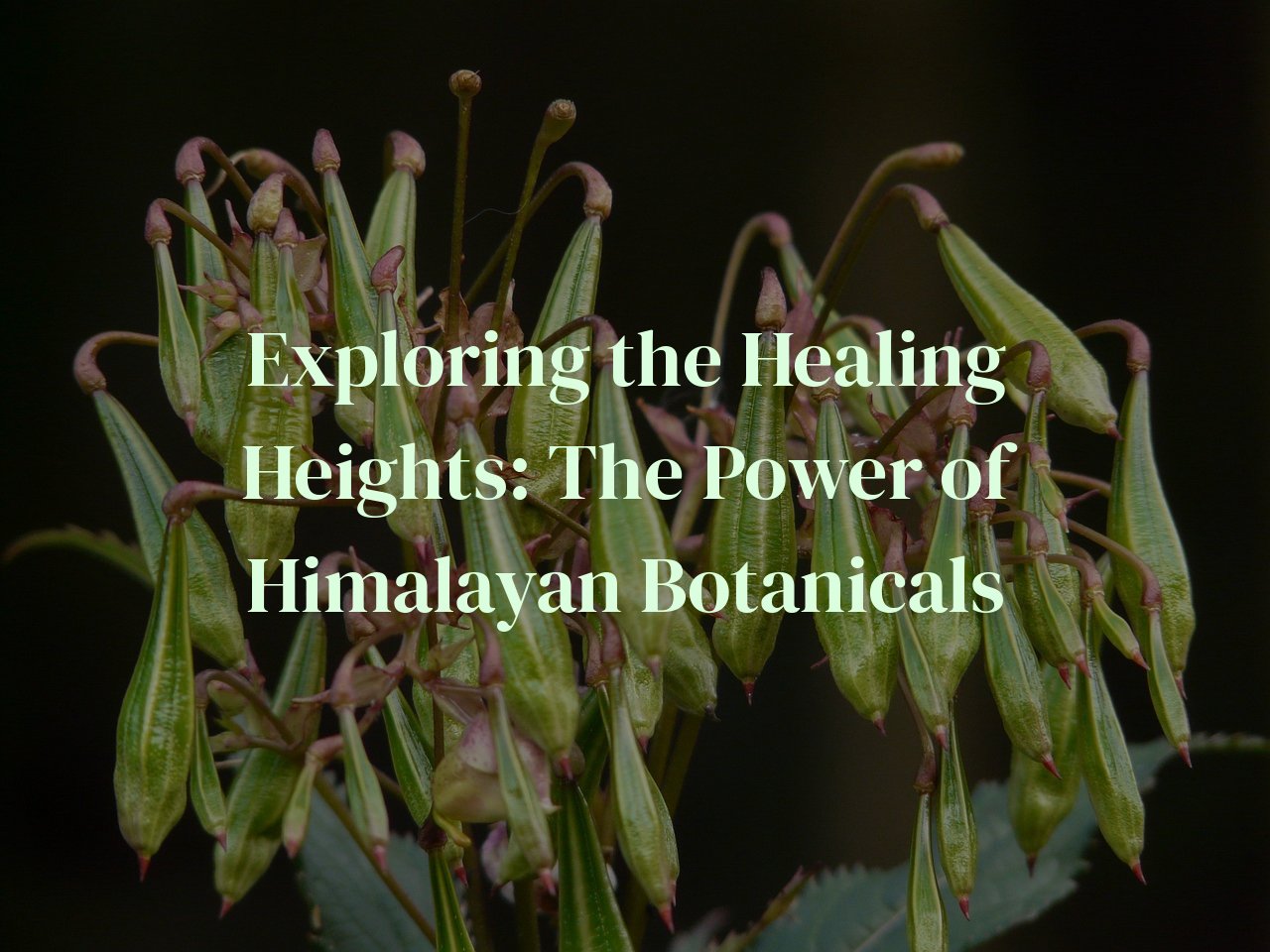 Exploring the Healing Heights: The Power of Himalayan Botanicals